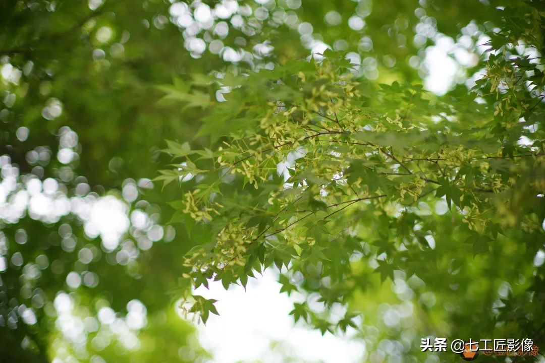 七工匠75mmf1.25夜神人像镜头,七工匠75mmf1.25参数