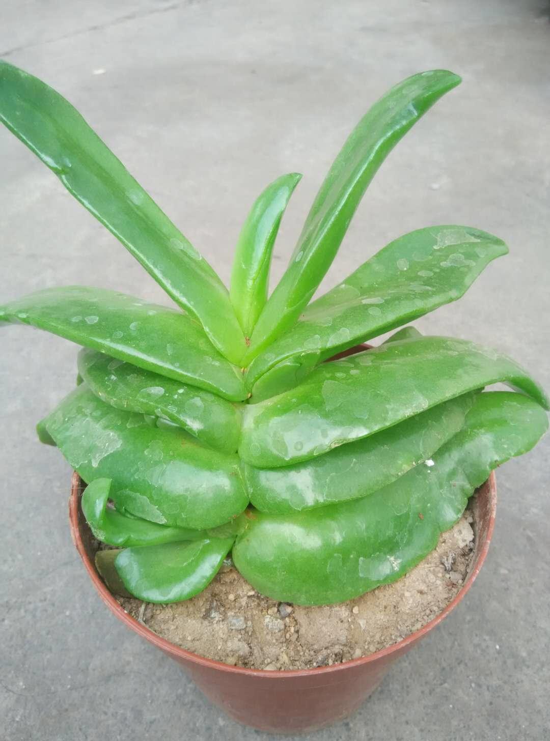 10种家里最旺宅的吉祥之花,10种最旺宅的吉祥之花