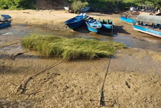 这植物原是“生态系统工程师”，隐藏多年爆发，成了“生态杀手”