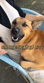 主人怀孕后狗狗变得更粘人了,主人怀孕后狗狗的反应哈士奇