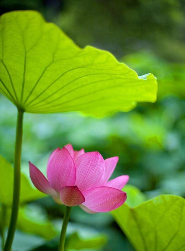 感悟人生的经典佛语视频,感悟人生佛缘情感语录