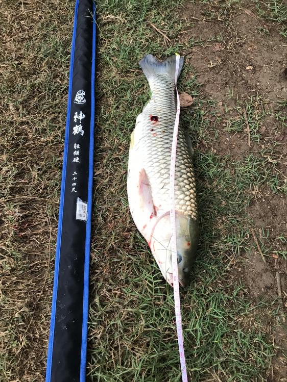 鱼竿种类区分，新手建议选用28调碳素竿，轻而拉力大