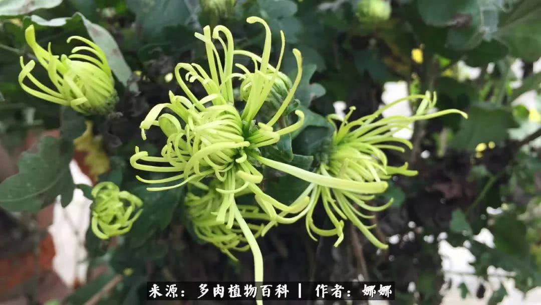 篱笆花开情常在，守你一生不变！