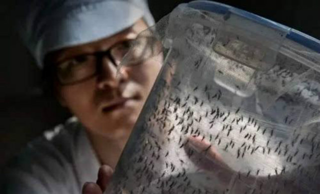 广州蚊子工厂盈利吗,广州工厂专门生产蚊子