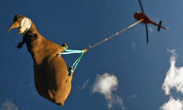 家里看见黑色眼镜王蛇的真正预兆,2米长的眼镜王蛇闯进家里