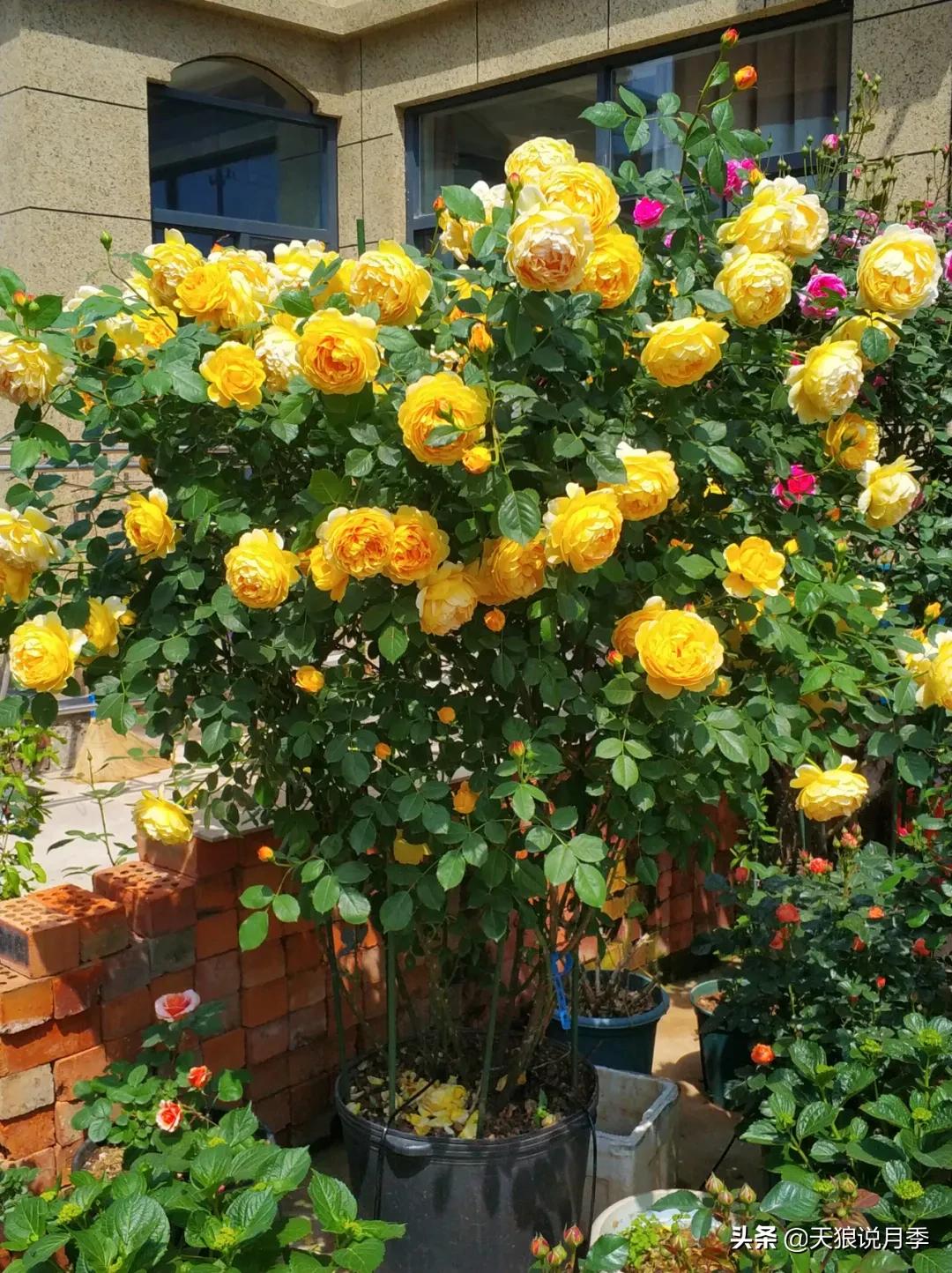 花友家的春花都开爆爆爆了，快来云赏花！（上）