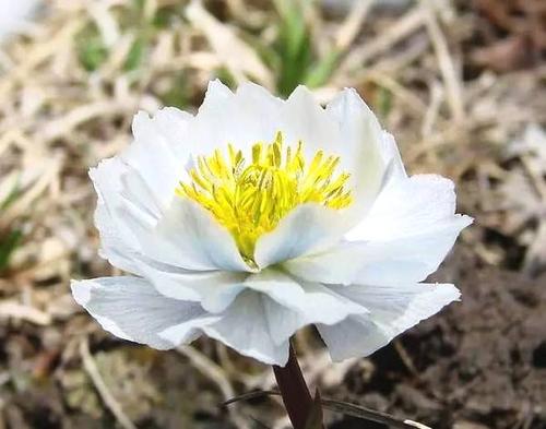 韩束美白补水晚安睡眠面膜,韩束熬夜面膜去黄提亮