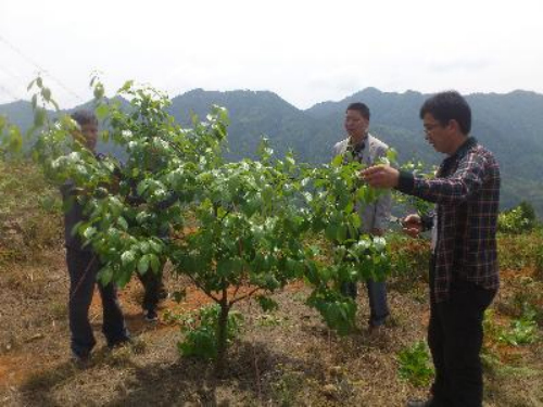 春季果园防蚜虫食心虫,蚜虫雨天怎么防治好呢图片