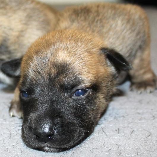 幼犬结膜炎是什么原因引起的呢,病毒性结膜炎导致失明还能治愈吗