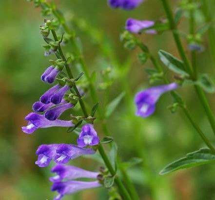 半枝莲，如梦如幻，永远绽放在我心中