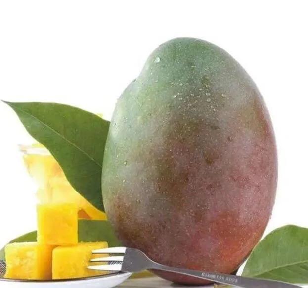 芒果树最甜的品种,芒果树哪种品种好吃