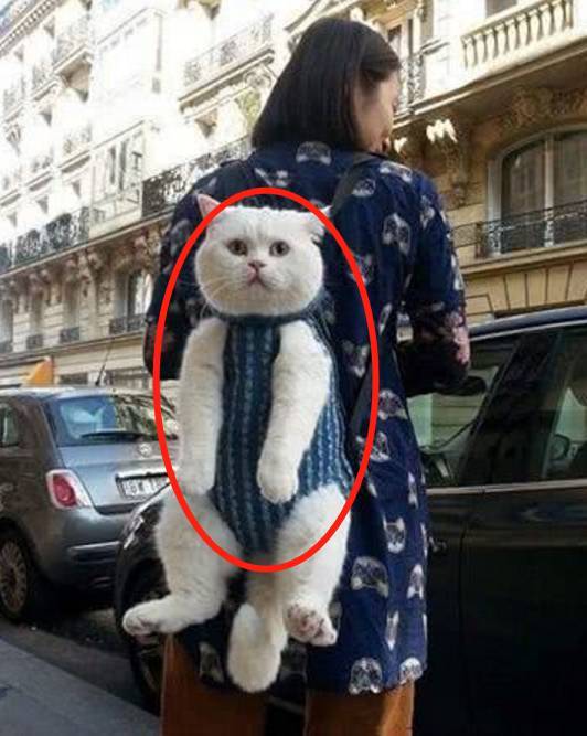 赌100袋辣条,赌十包辣条