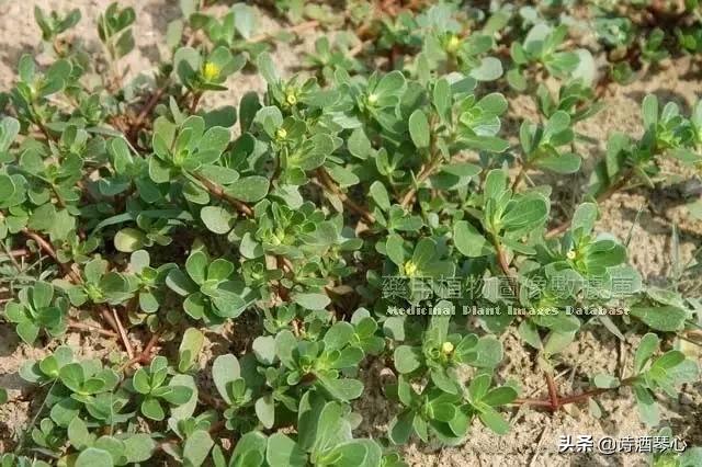 中药小课堂马齿苋,中医中药马齿苋的功效及应用