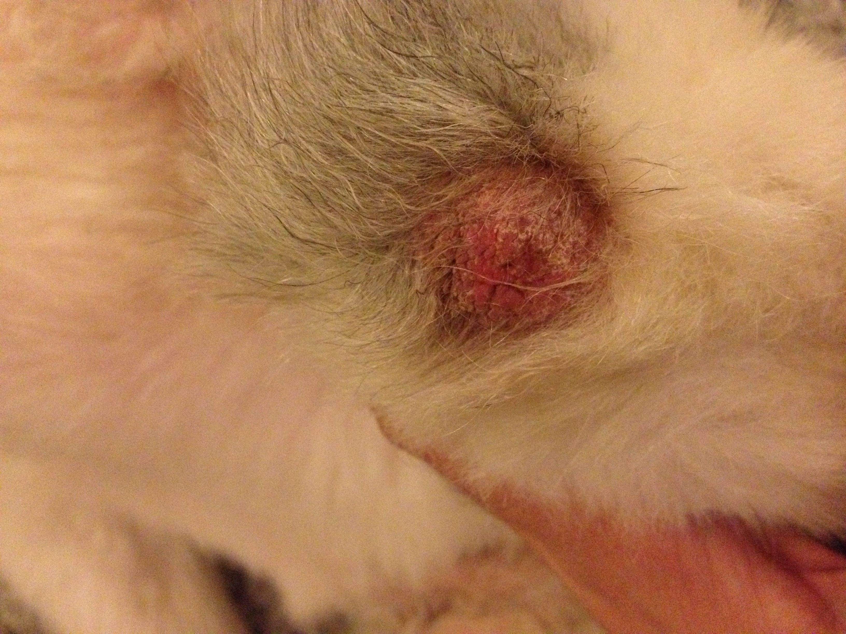 狗狗怎样能不用药水去除皮肤病,不花钱怎么治狗身上的跳蚤