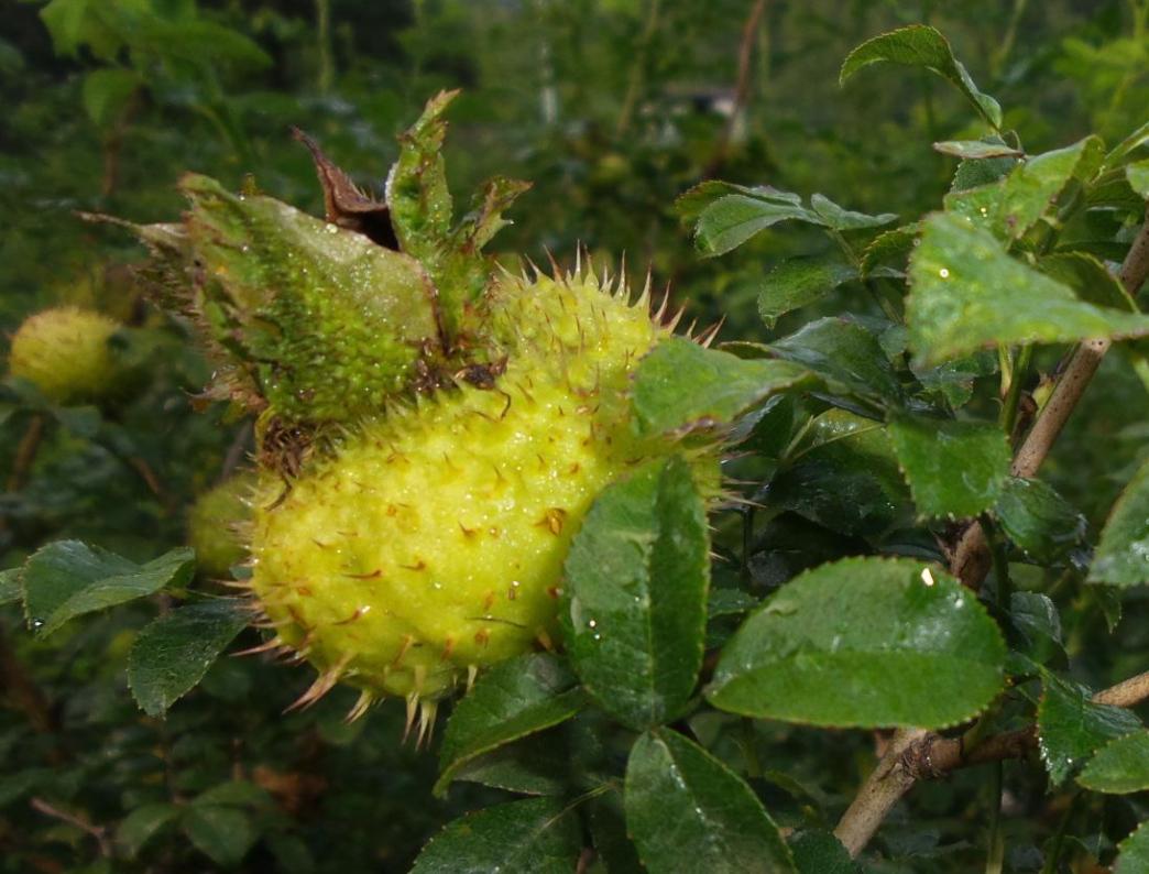 榴莲最便宜的水果,和榴莲一个档次的水果有哪些