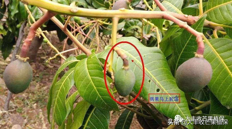 芒果黑心病要了果农的命啊，到底该怎么防治？？？？？