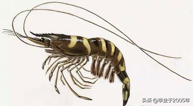 大连什么品种的虾好吃,大连哪里的虾最正宗