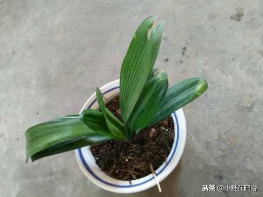 君子兰怎么养才能长得更旺盛,君子兰如何养护才能长得更茂盛