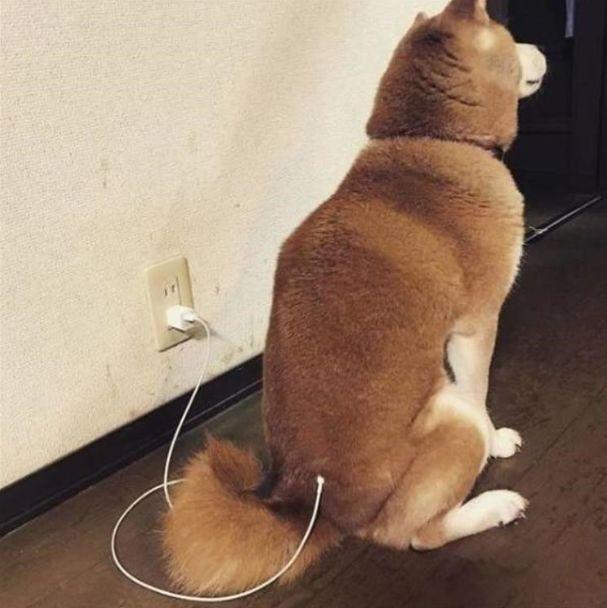 猫咪从楼梯上翻滚而下,猫咪能像水一样从楼梯上流下来