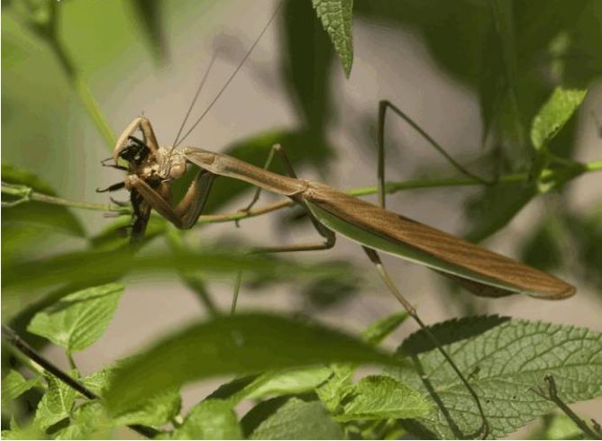 预防农业害虫方法,农作物常见害虫小妙招