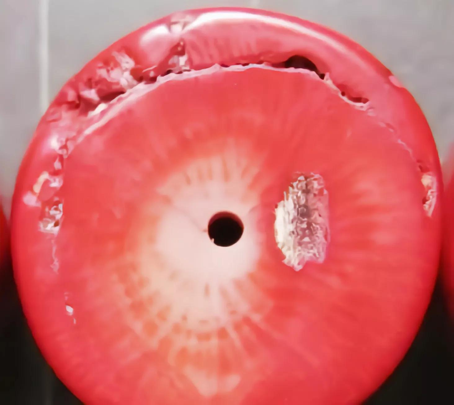 价值上百万！台湾渔*意民**外钓获红珊瑚，谁知竟受国家一级保护