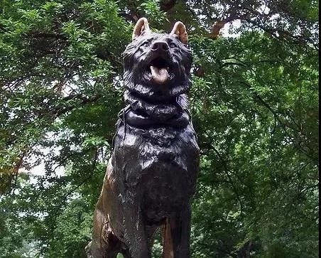 哈士奇无处安放的灵魂,哈士奇只想做个安静的美男子