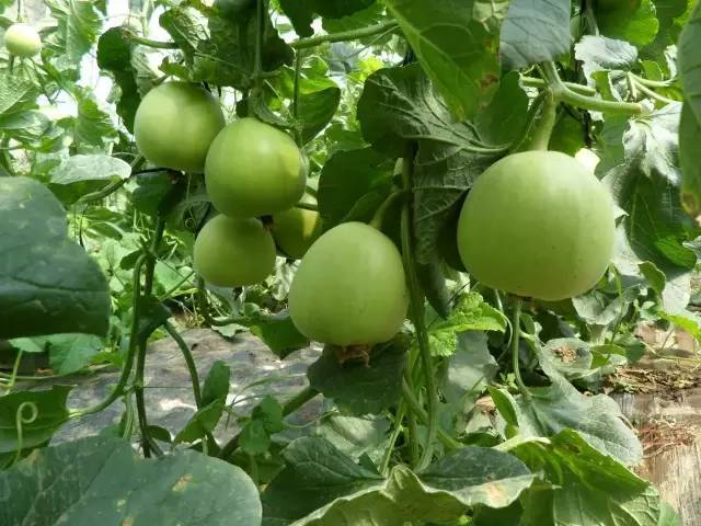 甜瓜高垄暖棚栽培技术,甜瓜苗缓苗期管理方法