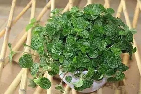 吸油烟和甲醛的植物,住新房有什么植物能去甲醛