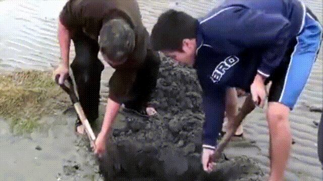 蚬蚌蛏的区别是什么,蚶子蛤蜊蚬子区别