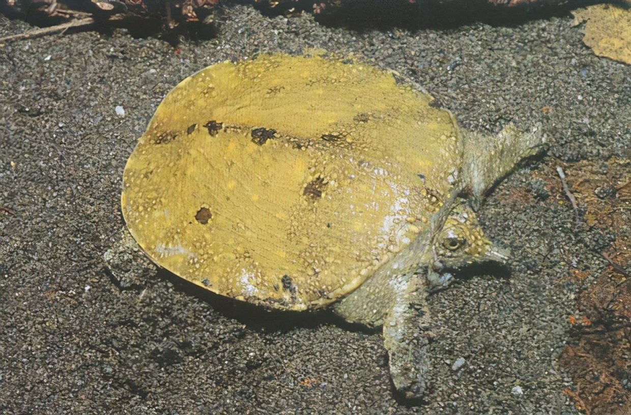 龟类大百科,大眼睛龟类