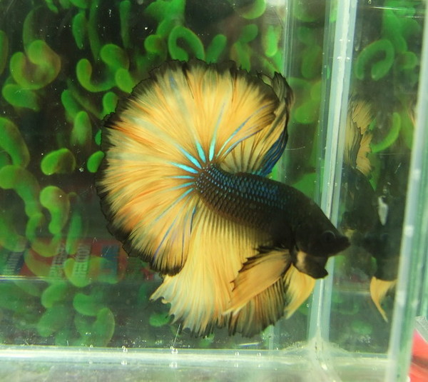 新手养什么鱼干净好,新手养什么鱼比较容易养活