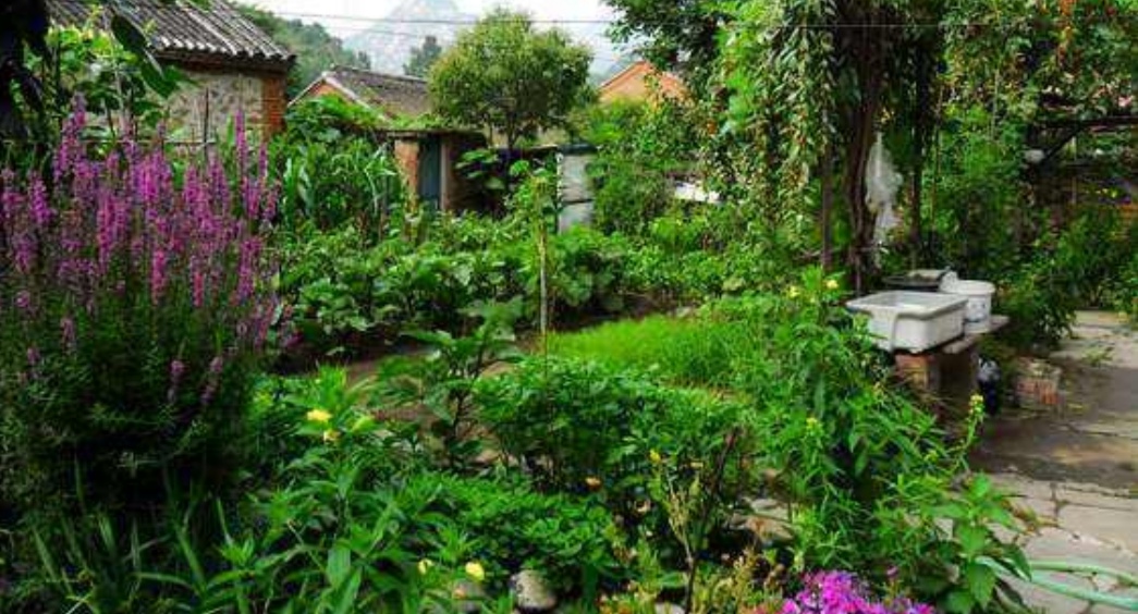 院子种水果陶冶情操,庭院最值得种的水果树