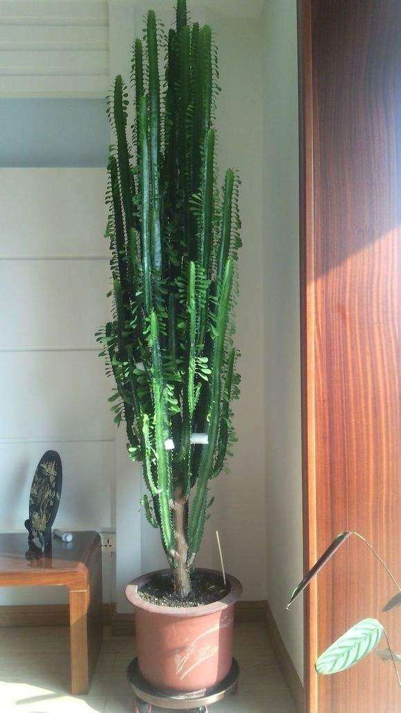 13种有毒的盆栽花卉有哪些,十种有毒的花卉有哪些