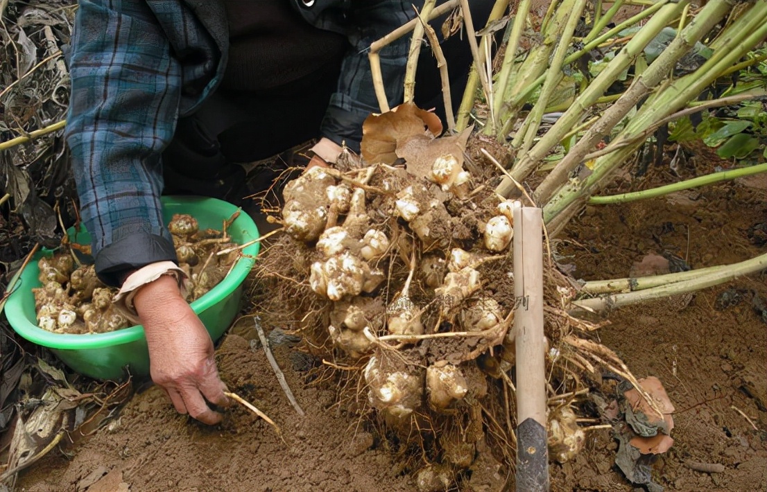 洋姜的亩产量多少斤,洋姜真实亩产量
