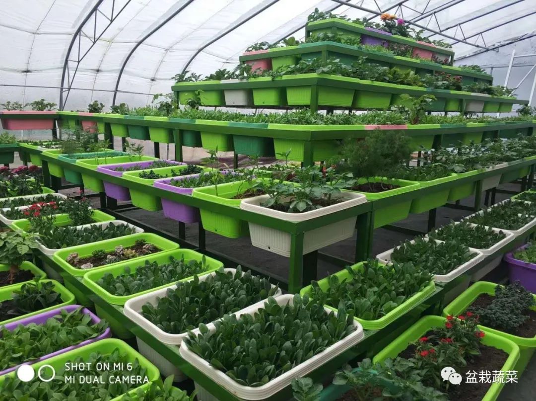 无土栽培和土壤种植技术研究所,农业无土栽培技术培训