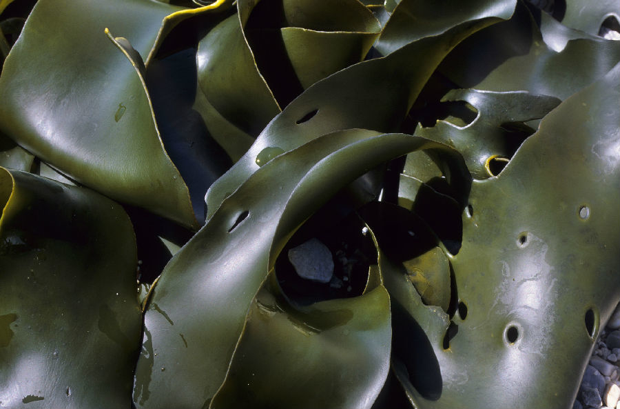 心痛的感觉！八种海鲜暂别啦