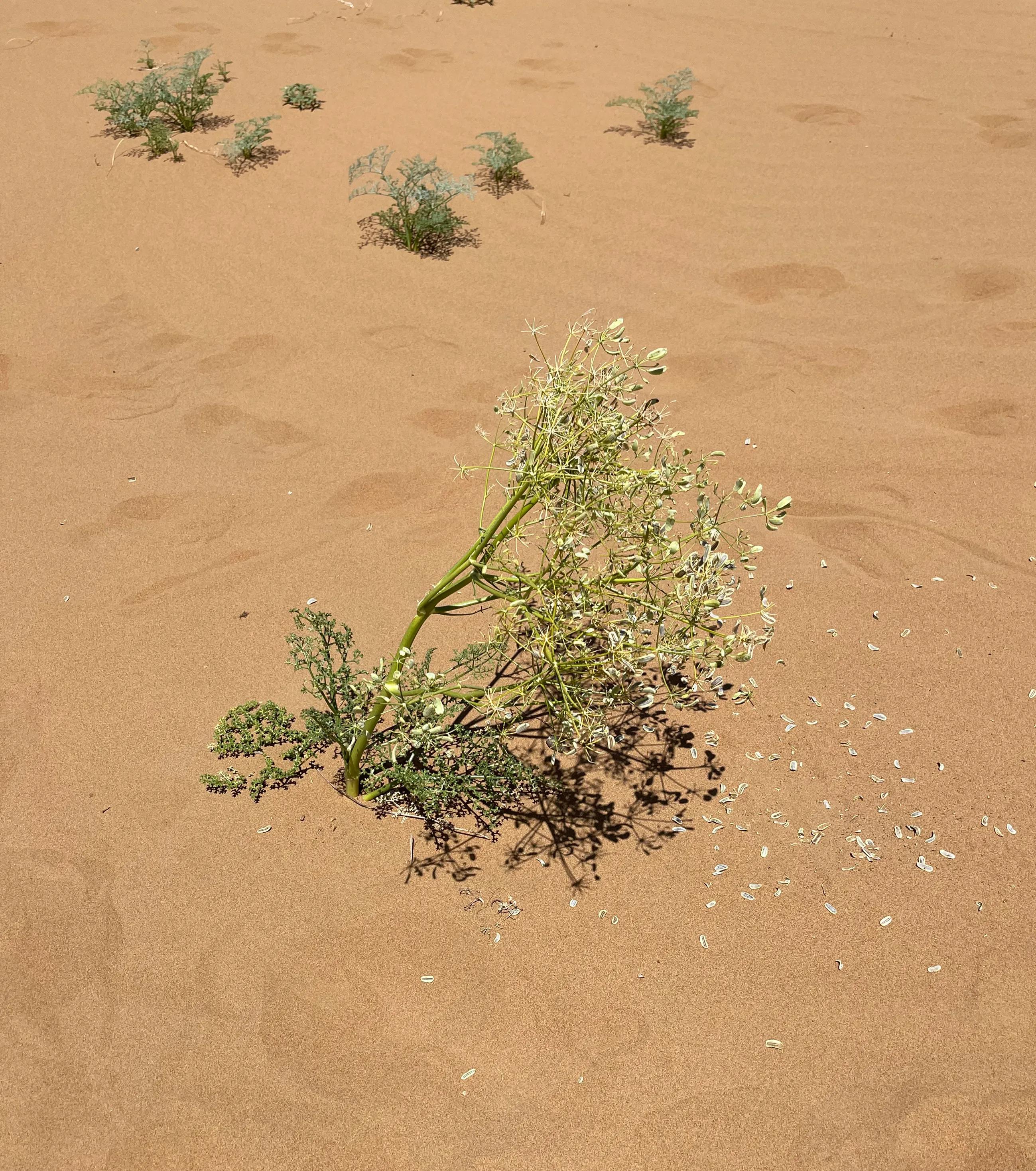 为我们的沙漠徒步画上圆满的句号