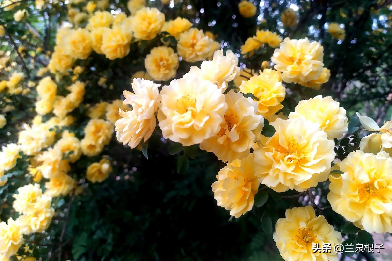 最美黄玫瑰,歌曲黄玫瑰你最美