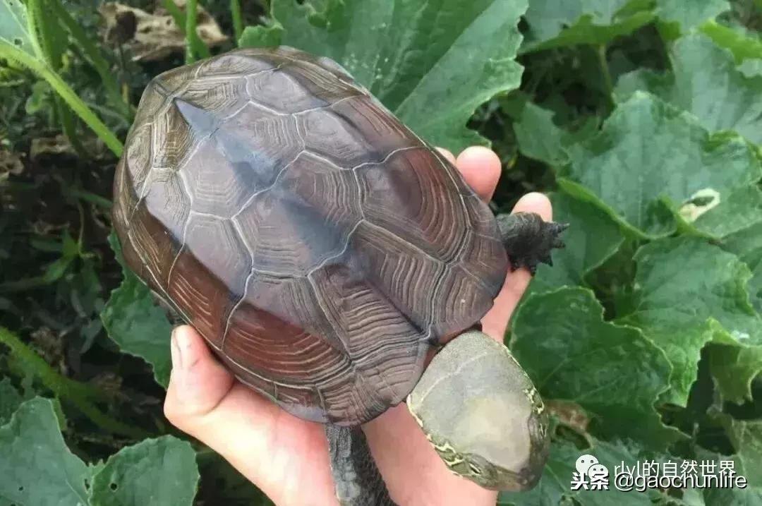 草龟难养,养草龟笔记