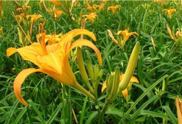 黄花菜杀青烘干,黄花菜用什么药杀青