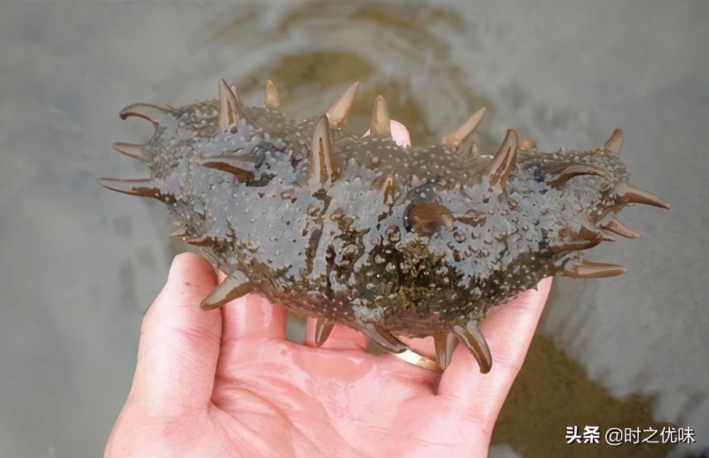 人工养殖的海参与辽参的营养区别,养殖参和野海参的营养区别