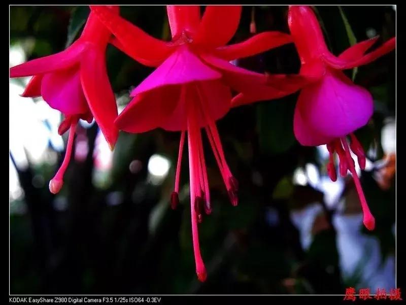 惊艳倒挂金钟,惊艳倒挂金钟图片