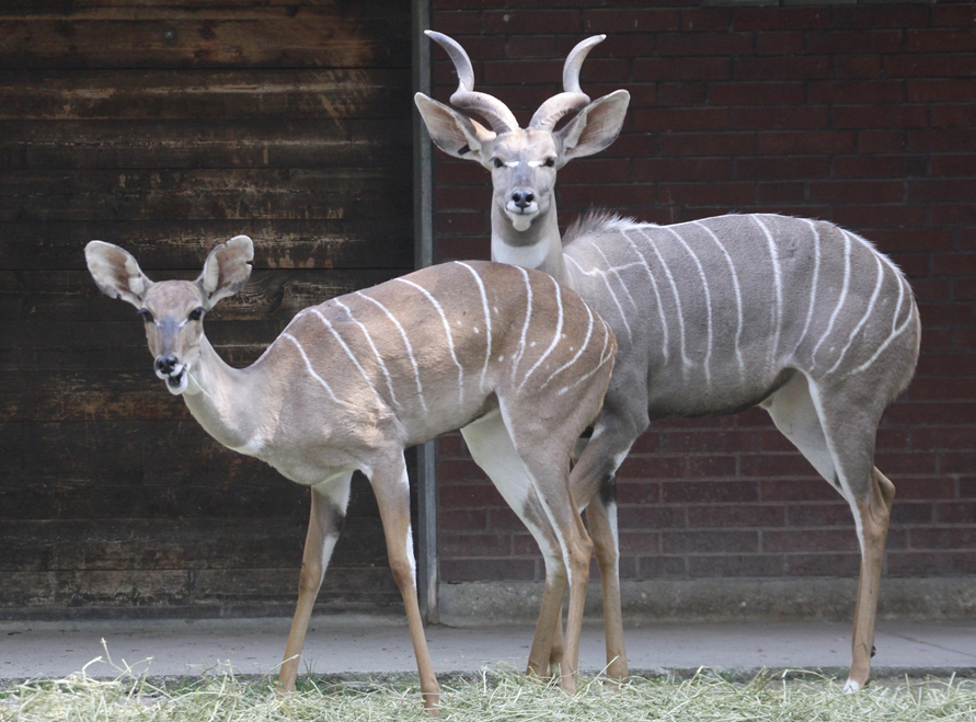 非洲牛科，物种繁多，来认识一下非洲大陆的各种羚羊吧