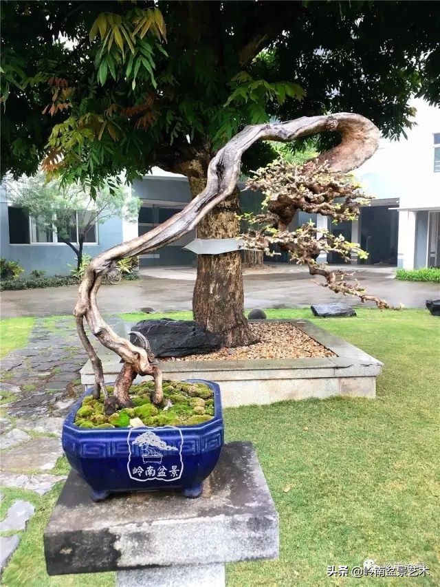 以根代杆下细上粗式盆景图片,十种适合吊着养的盆景