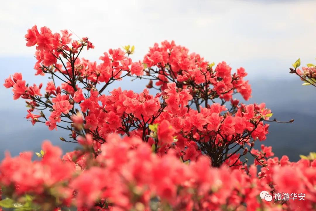 春风十里不如你，我在华安等着您