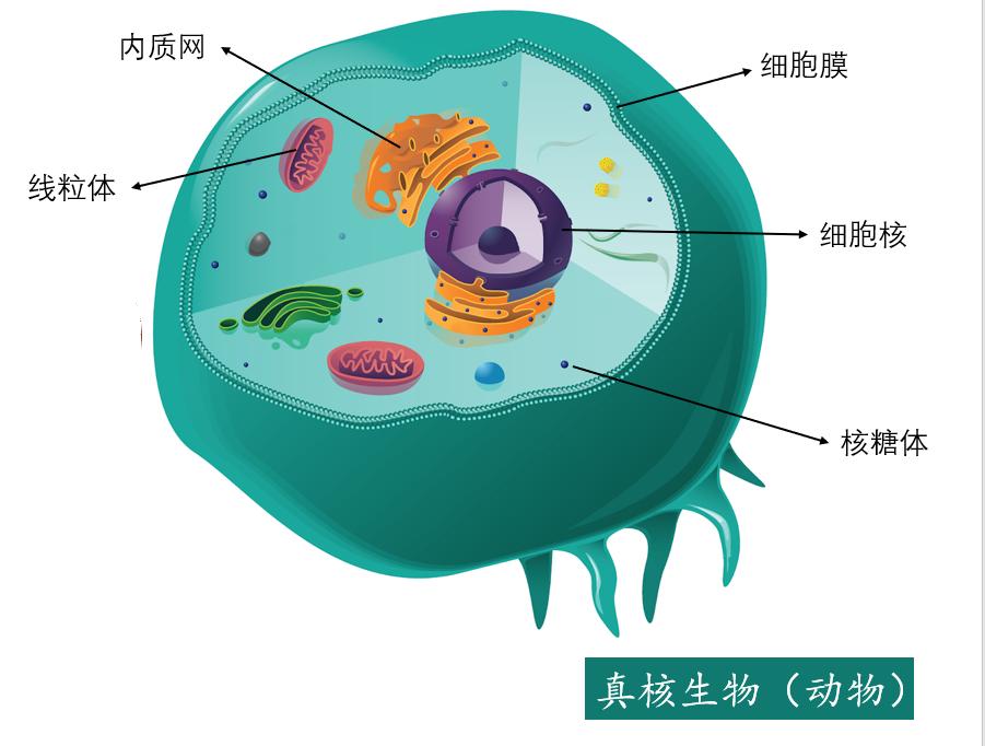 舌尖上的进化史：21亿年前的吃货细菌，最终演化成人类