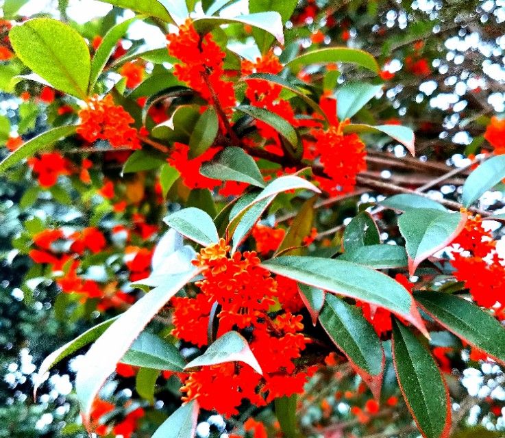 金秋十月金灿灿的桂花又香又美丽,又香又美的红桂花