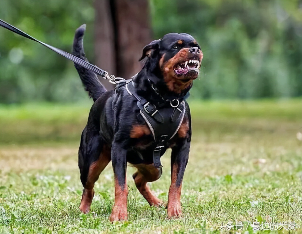 狗界“霸气”的几种狗，家里养一只，小偷不进门