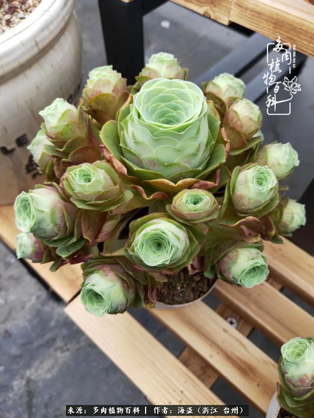 独爱玫瑰与法师！解密金老板和他的屋顶御花园