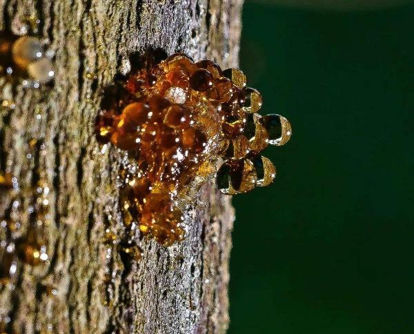 史无前例！一滴松脂让2只“交配”的苍蝇，4100万年后成围观对象